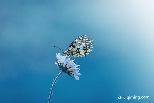 butterfly-1611794__340