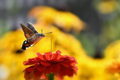 hummingbird-hawk-moth-7379059__340