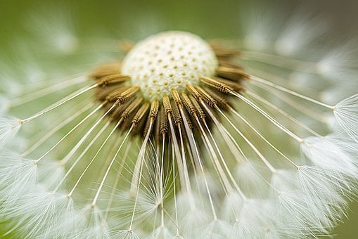 dandelion-7805073__340