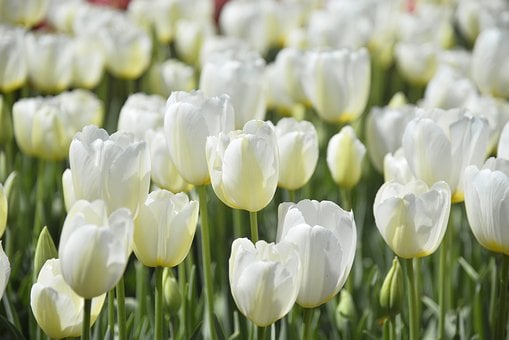 tulips-7864592__340