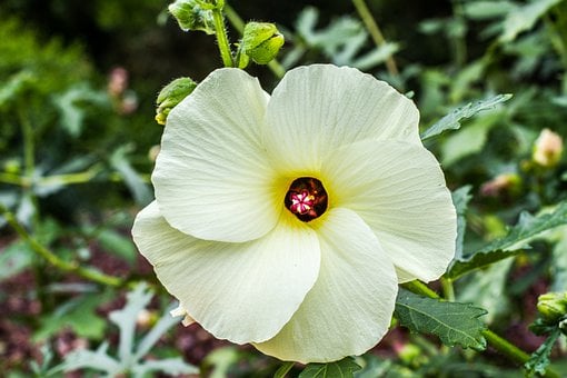 edible-hibiscus-7830391__340