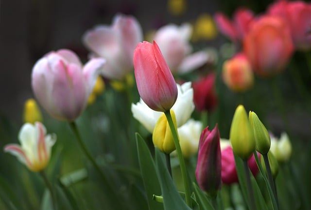 tulips-7973270_640