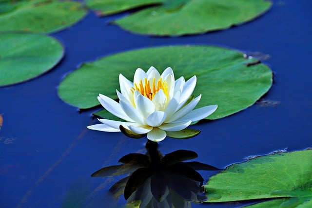 waterlily-8007670_640