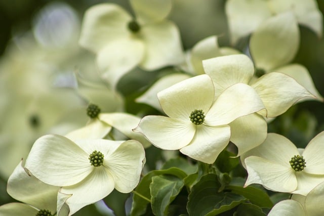 dogwood-8067010_640