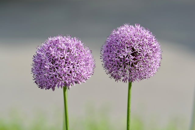 allium-8011186_640