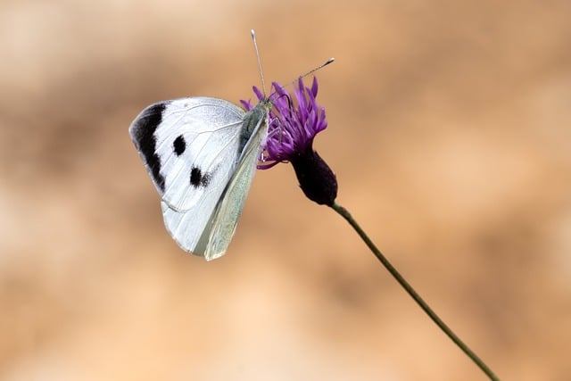 butterfly-8154646_640