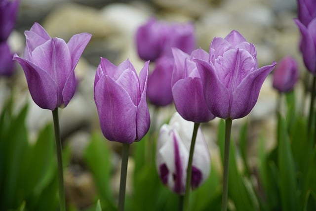 tulips-7948190_640