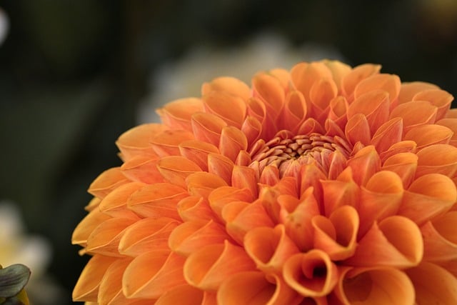 dahlia-8196977_640