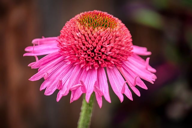 purple-coneflower-8096813_640