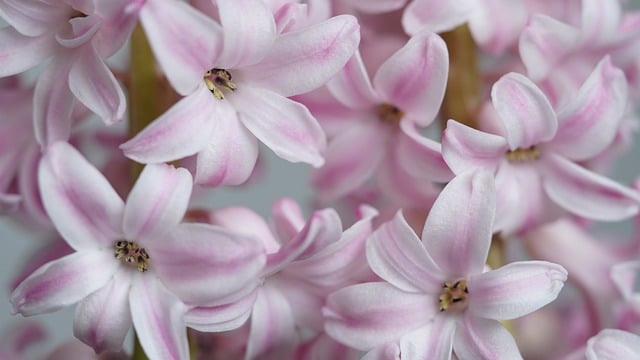 hyacinths-8435741_640