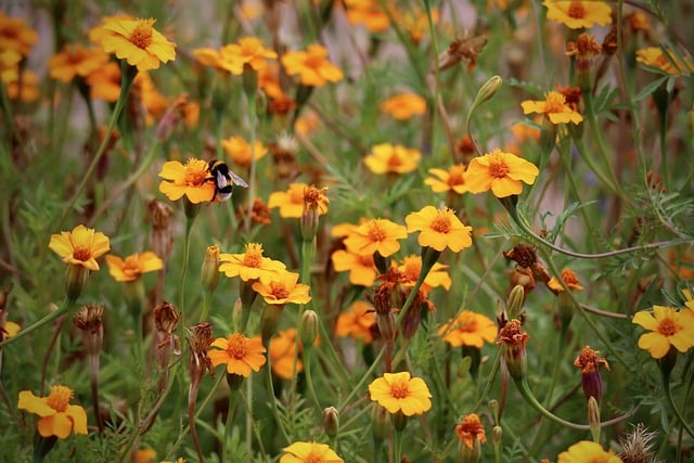 student-flower-8198564_640