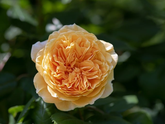 yellow-rose-8062266_640