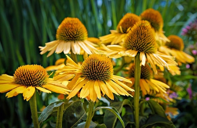 coneflower-8168628_640