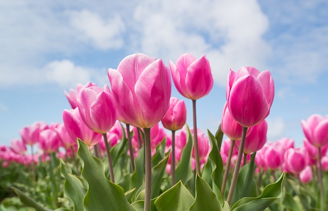 tulips-2254970_640