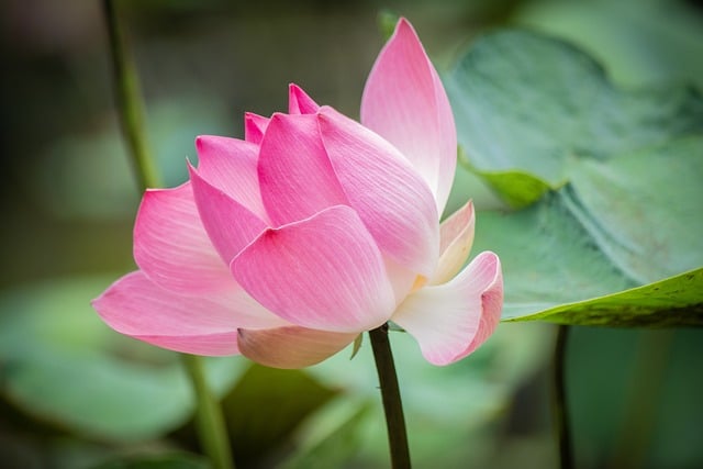 lotus-8369252_640