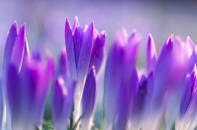 crocus-8586117_640