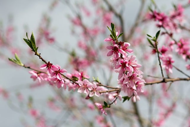 peach-blossoms-8709256_640