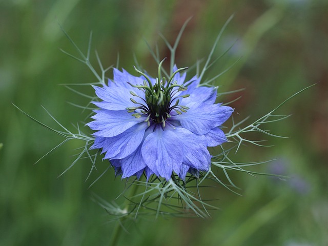 love-in-a-mist-6540738_640