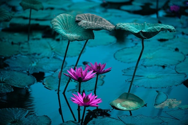 water-lilies-8307632_640