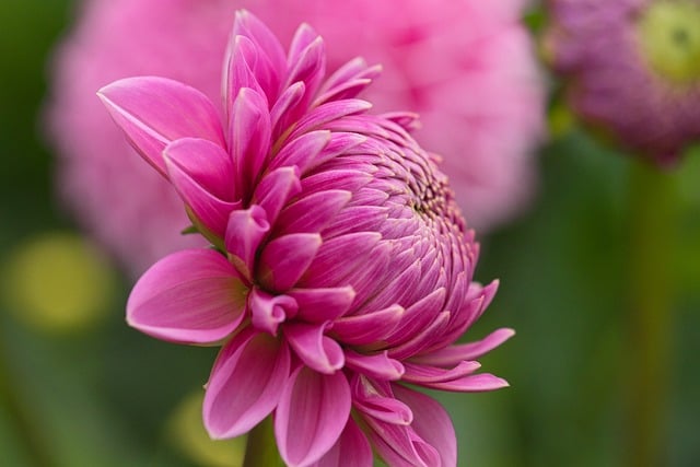 dahlia-8190508_640