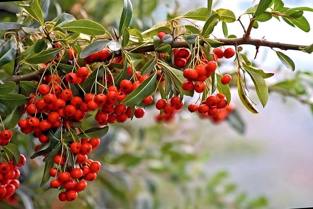 red-berries-8383886_640