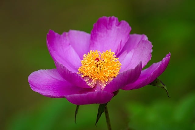 peony-8166078_640