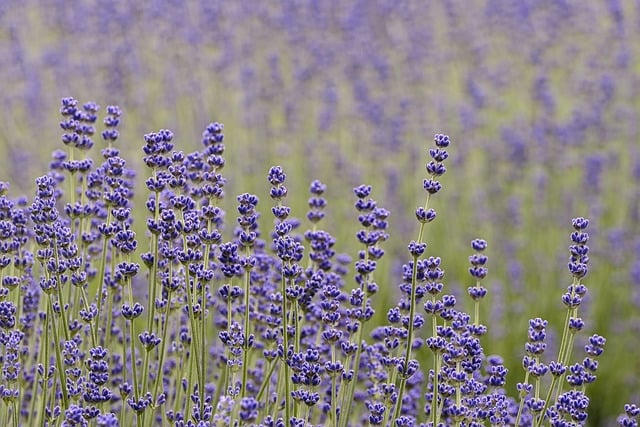 lavender-8072515_640