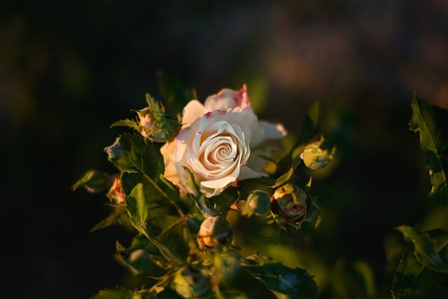 rose-7926706_640